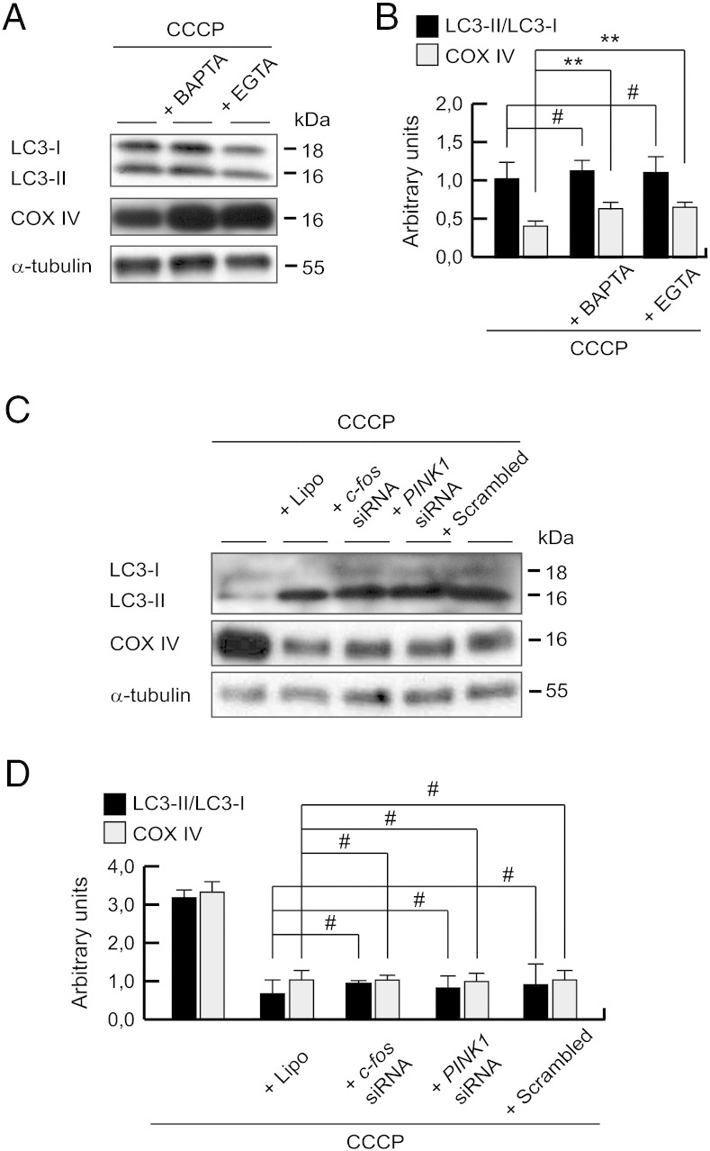 Fig. 11