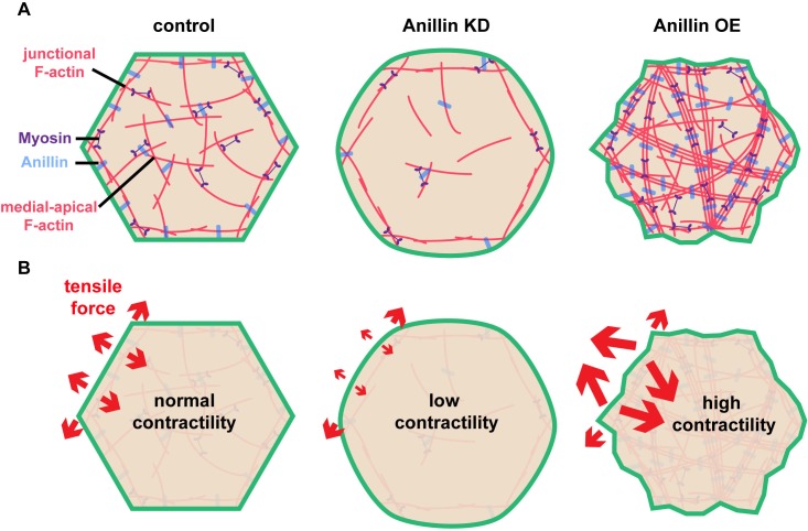 Figure 5.