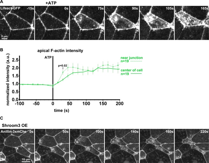 Figure 4—figure supplement 1.