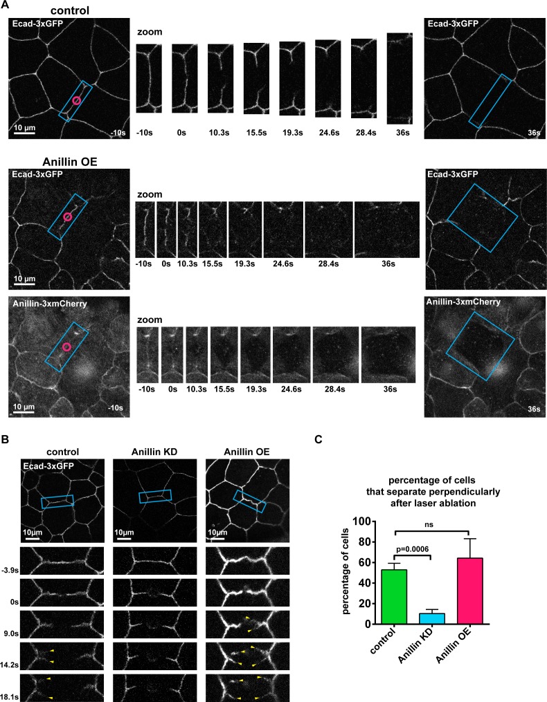 Figure 1—figure supplement 2.