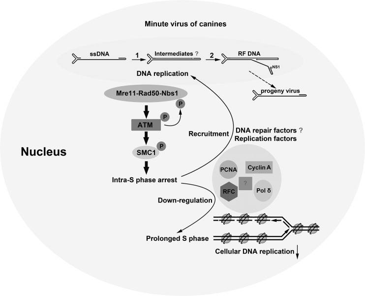 Fig 10