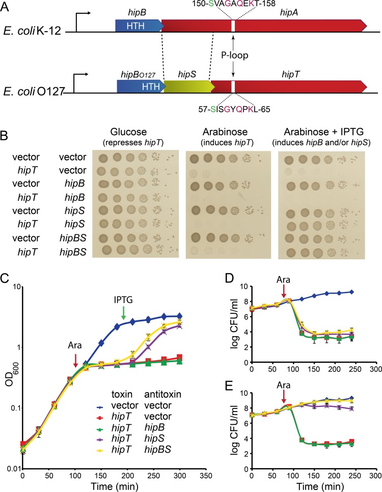 FIG 1