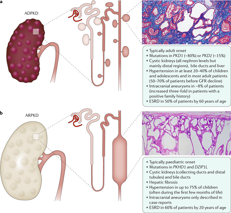 Fig. 1 |