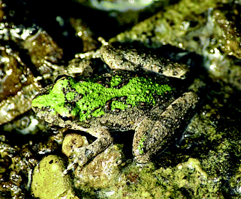 Cricket frog swan song? A new examination of historical data shows the decline of cricket frogs in Illinois correlates with organochlorine pesticide use.