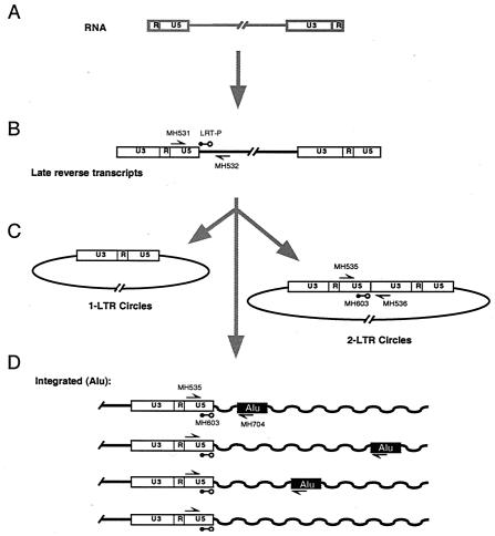 FIG. 2.