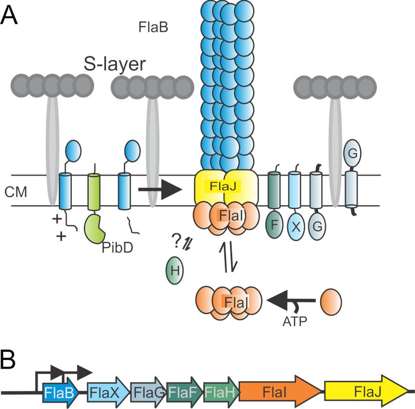 FIGURE 1.