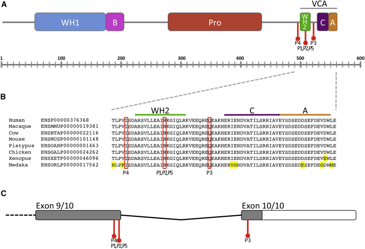 Figure 1