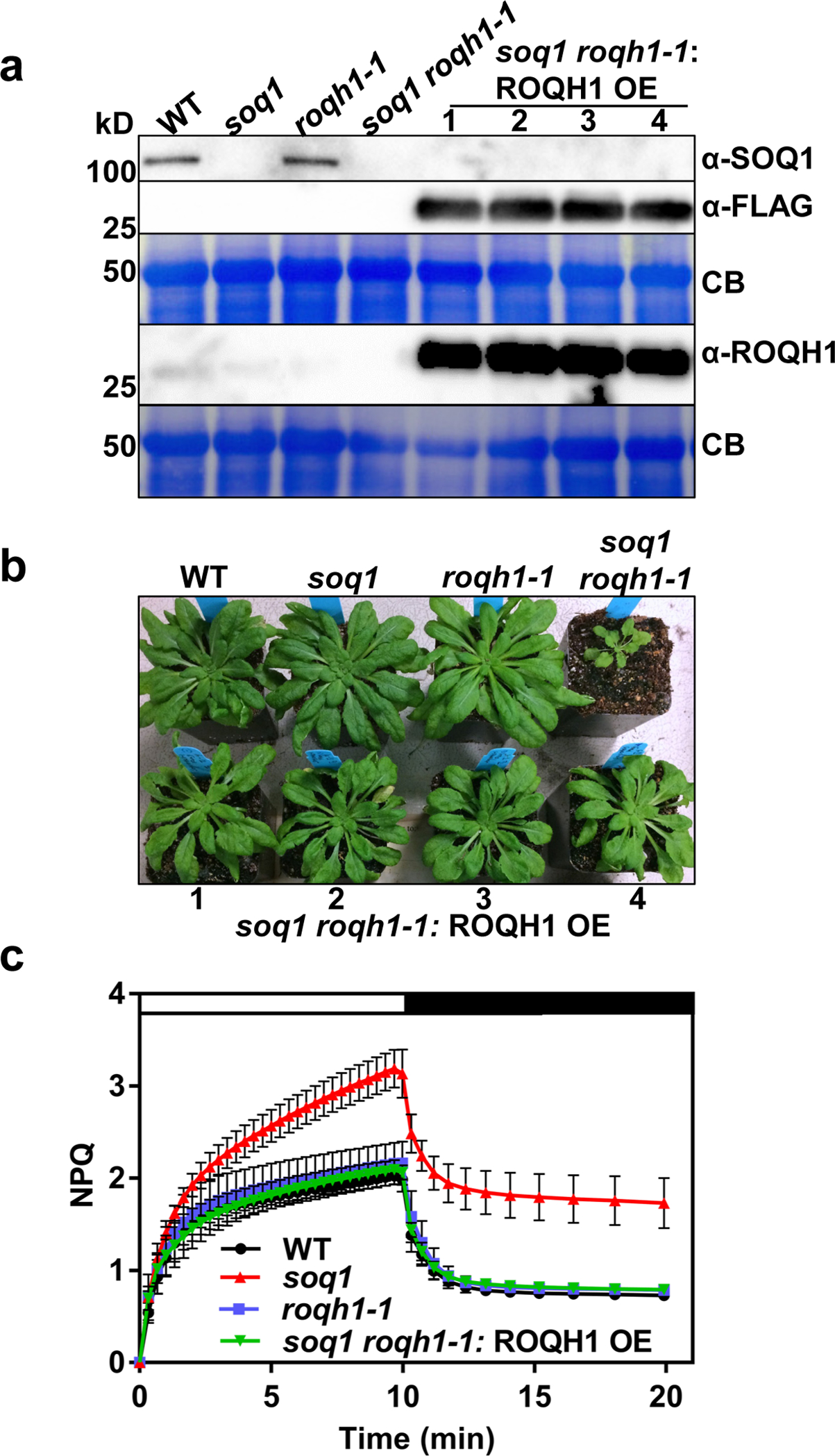 Figure 6.