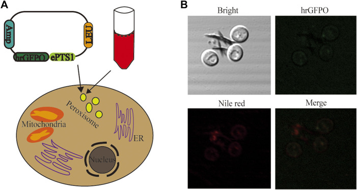 FIGURE 3