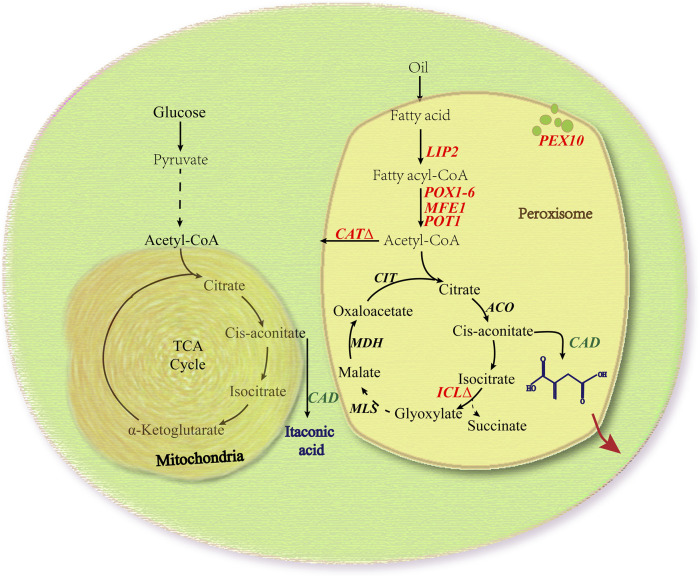 FIGURE 1