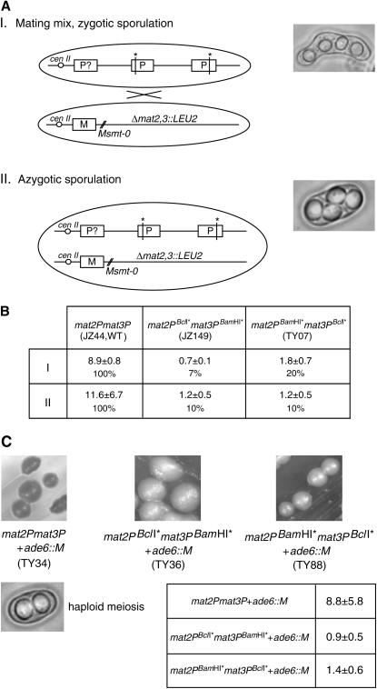 Figure 4.—