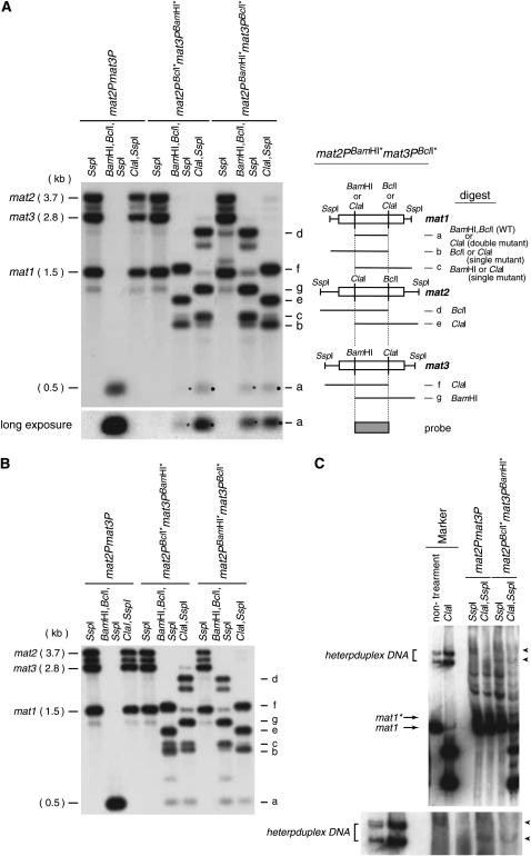 Figure 5.—