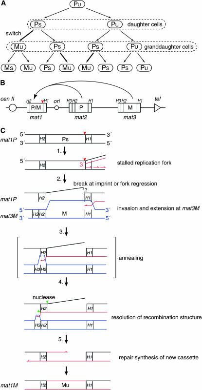 Figure 1.—