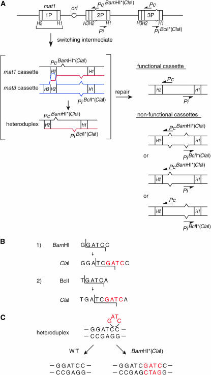 Figure 2.—