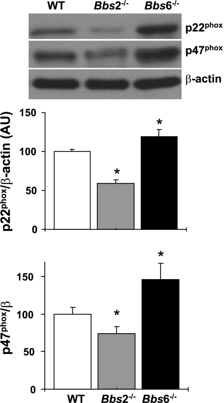 Fig. 5.