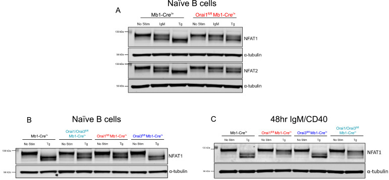 Figure 6—figure supplement 1.