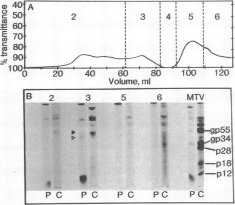 graphic file with name pnas00666-0079-a.jpg