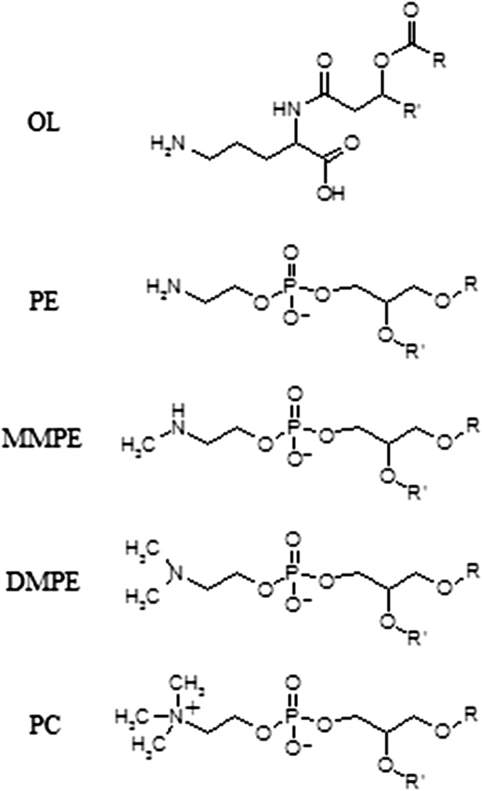 Fig 1