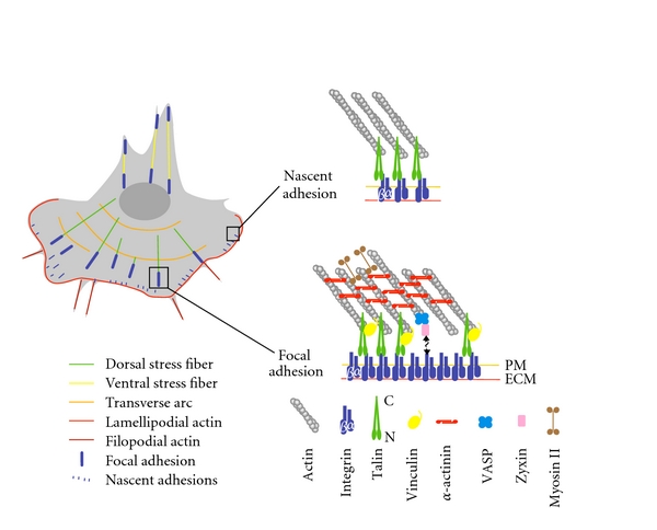 Actin Dynamics Associated with Focal Adhesions - PMC