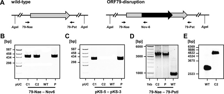 FIG 1