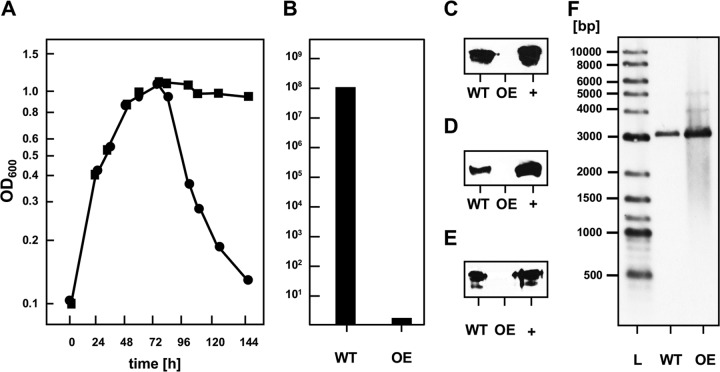 FIG 5