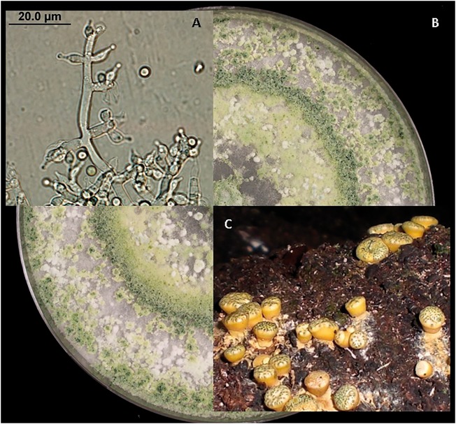 Figure 1.