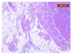 Figure 25