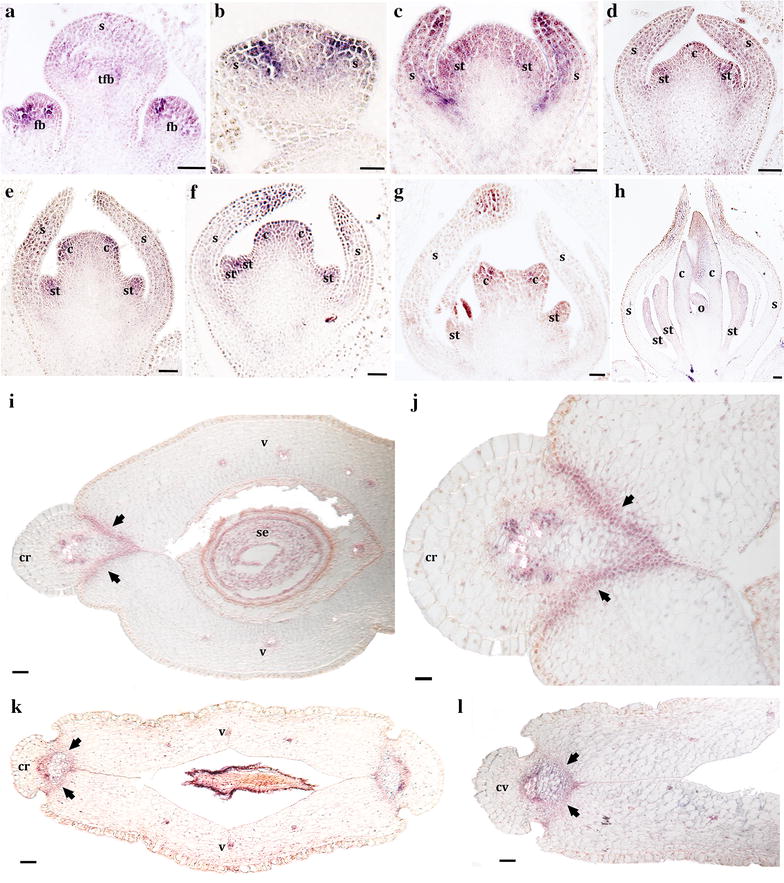 Fig. 7