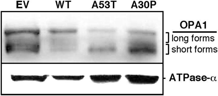 Figure 11.