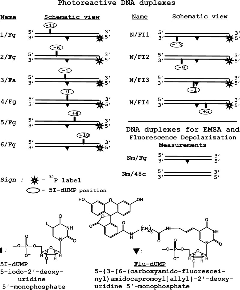 FIGURE 1.