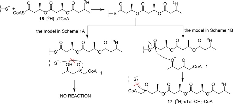 Scheme 3