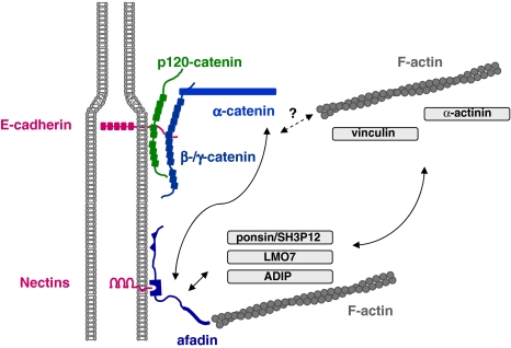 Fig. 1