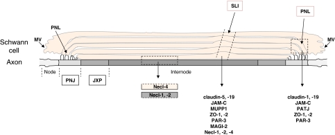 Fig. 10