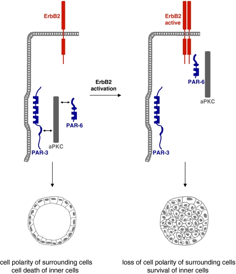 Fig. 8