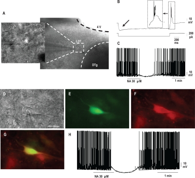 Figure 1A-C