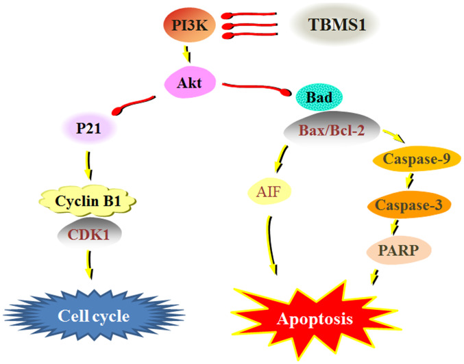 Figure 5.