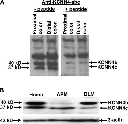 Fig. 10.