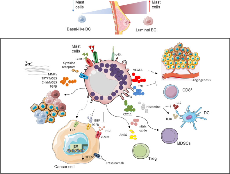 Figure 1. Multiple roles of MCs in breast tumors. Diverse breast carcinoma subtypes are differently infiltrated by MCs with a higher presence in luminal compared with HER2-positive tumors and TNBCs. The release of diverse factors for example, VEGFA, TNF, CXCL1, histamine, nitric oxide, and AREG together with the interaction with various populations of the immune system, including CD8+, DC, MDSC, and Tregs, lead MCs to mold the TME in a different manner and play both protumor and antitumor roles according to the tumor context. Because of their capability to shape the TME with tryptases, chymases, and through the release of TGFβ and MMPs, MCs influence tumor aggressiveness. Finally, MCs also affect the therapeutic response by limiting the efficacy of anti-HER2 treatment through the stimulation of the survival escape route favored by ER activity and reducing the activity of the basal markers EGFR (45) and cMET (40, 46). BC, breast carcinoma.