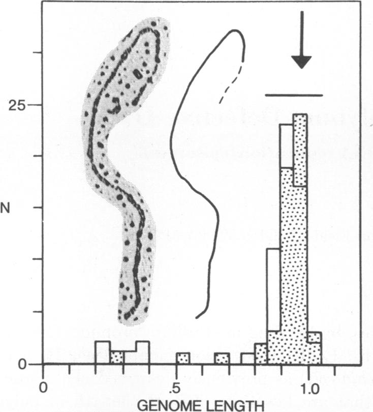 graphic file with name pnas00072-0184-a.jpg