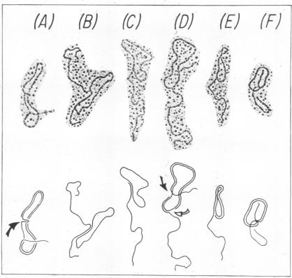 graphic file with name pnas00072-0186-a.jpg