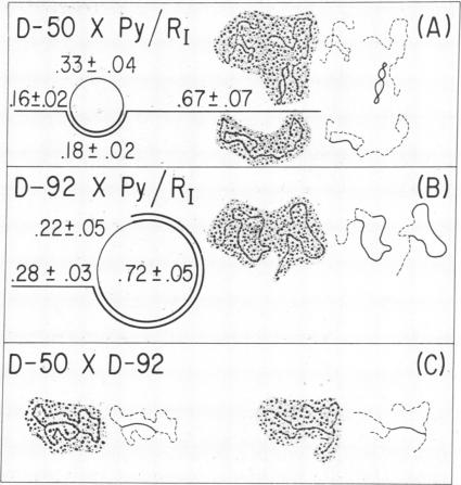 graphic file with name pnas00072-0185-b.jpg