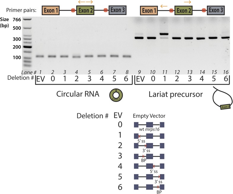 Figure 3—figure supplement 1.