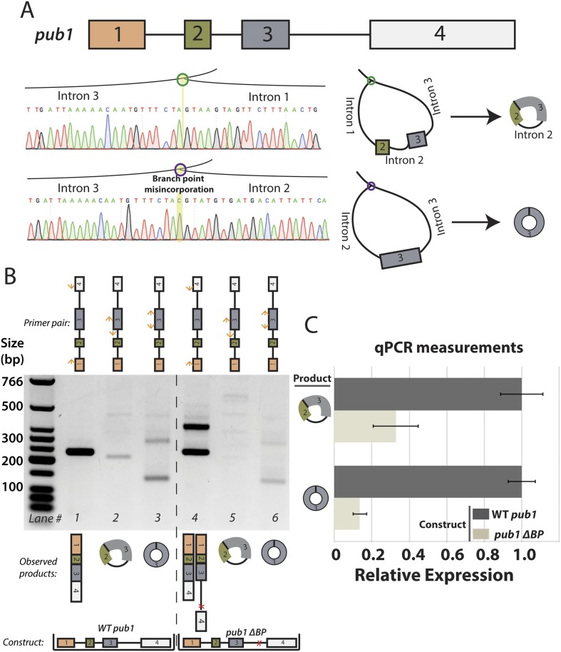 Figure 3—figure supplement 3.