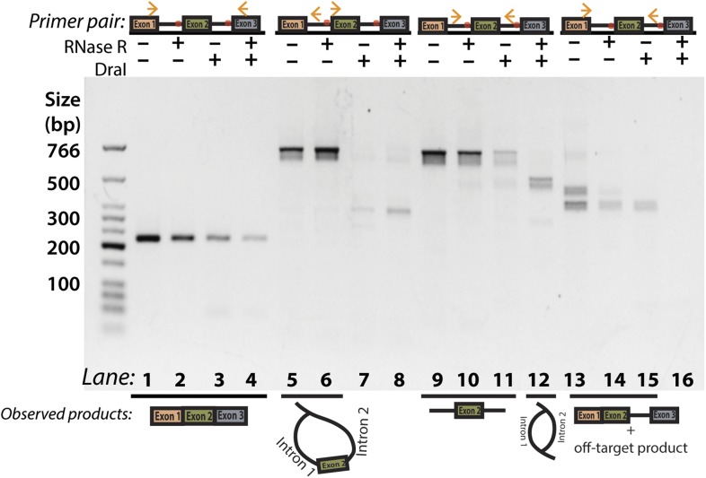 Figure 2—figure supplement 4.