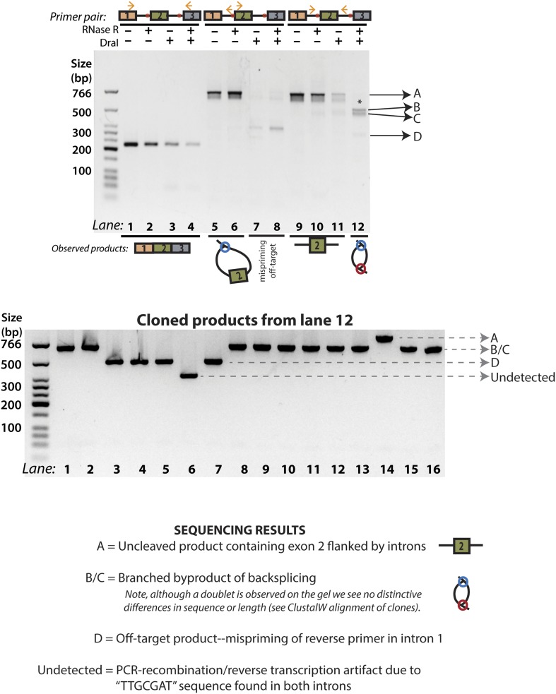 Figure 2—figure supplement 2.