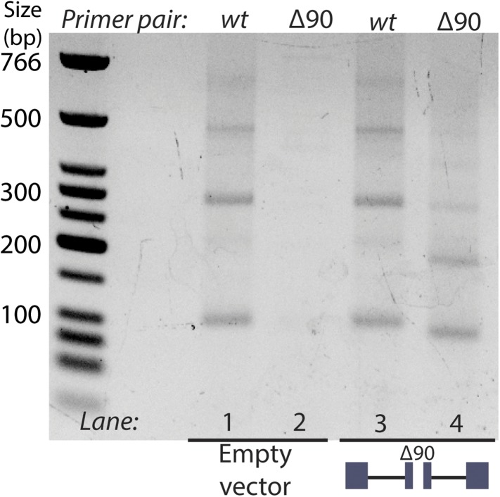 Figure 5—figure supplement 1.