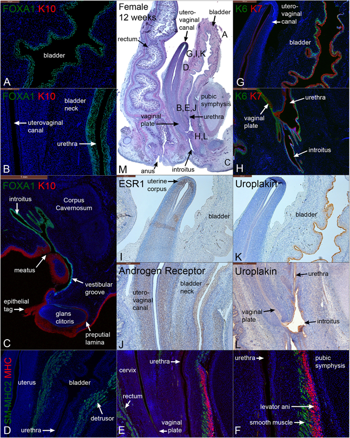 Fig. 12