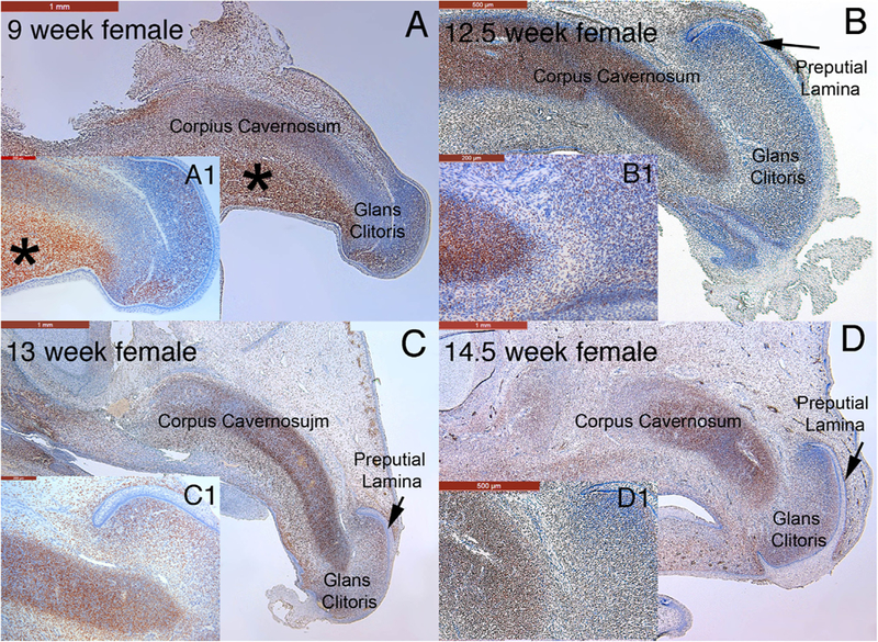 Fig. 16