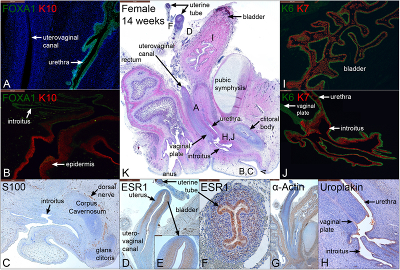 Fig. 13