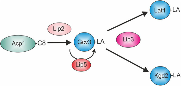 Fig. 1